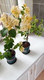 黄色三角梅