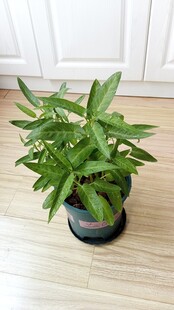 阳台盆栽空心菜