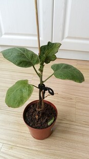 阳台盆栽茄子苗