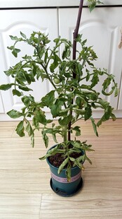 阳台盆栽番茄苗