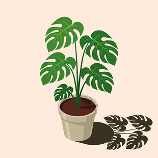 手绘龟背竹盆栽插画