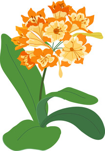 橙色花簇手绘插画