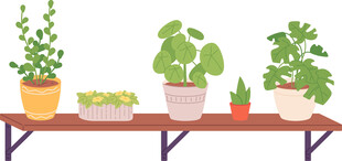 花架上的盆栽绿植