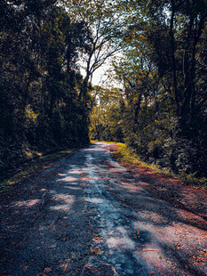 林间小路光影风景