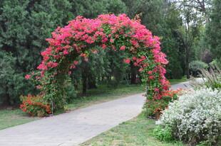 天坛花境风景 
