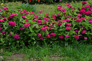 百日草 