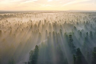 晨雾森林晨光美景