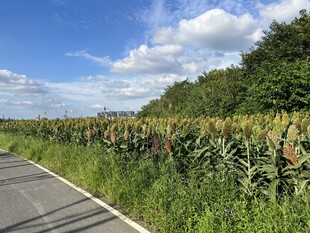 乡野田间公路风光