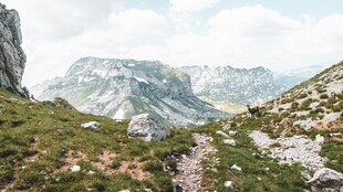 高山草甸山野风光