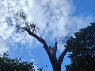 晴空下的树木剪影