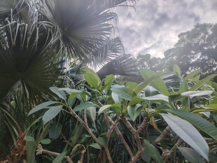阴天野外绿植风光