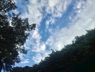 树影间的蓝天白云
