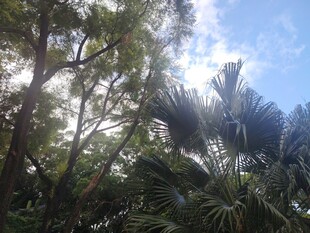 林间晴日自然风景
