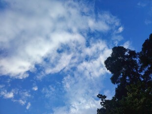 蓝天流云树影