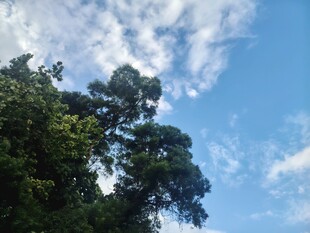 晴日蓝天与绿树