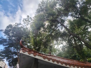 中式飞檐林间晴景