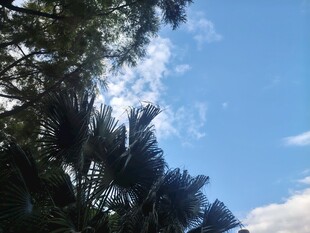 晴空下的绿树蓝天