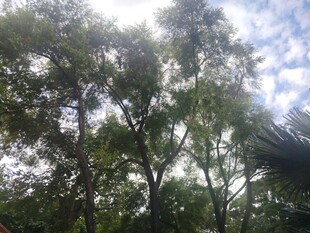 仰拍树林天空风景