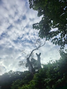 多云天空与林间树影