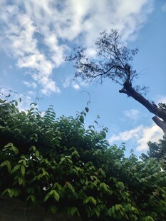 晴空下的绿树蓝天
