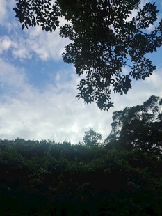 郊野树影云天自然风景