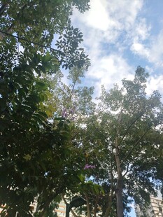 绿树蓝天白云自然风景