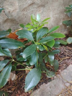 野生绿叶草本植物