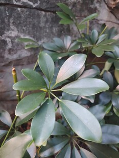 鹅掌柴绿植叶片特写