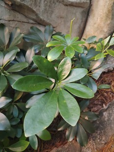 鹅掌柴绿植叶片特写