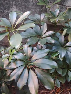 鹅掌柴绿植枝叶特写