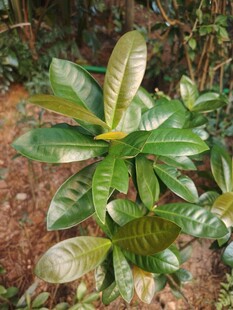 野外阔叶绿植植株