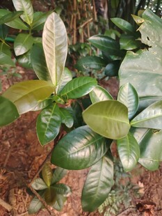 林下阔叶幼苗植株