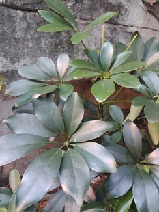 观叶绿植鸭脚木实拍