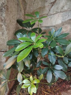 鸭脚木绿植特写