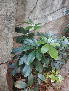 墙边鸭脚木绿植