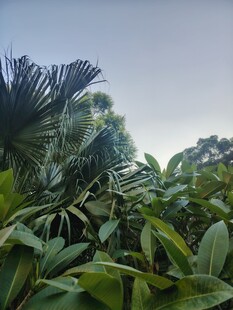 仰拍绿植天空风景