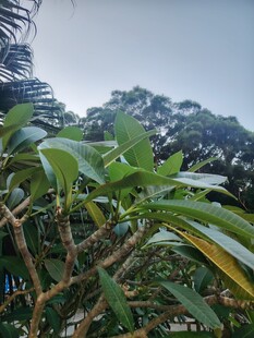 山间绿植远眺山景