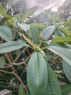 绿植叶片特写
