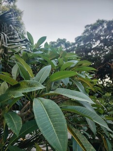 仰拍户外绿植枝叶