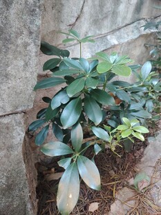 墙边绿植鸭脚木