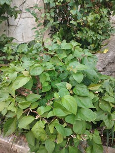 茂盛绿叶植株