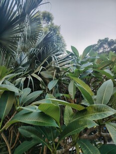 热带野外绿植景观