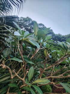 山间野生绿植风光