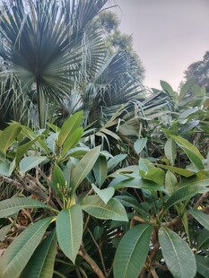热带绿植自然景观
