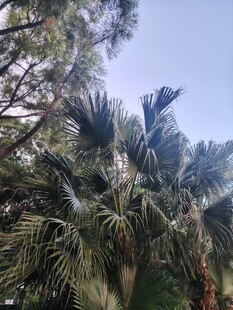 户外棕榈树自然景观