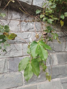 砖墙攀附的绿色藤蔓