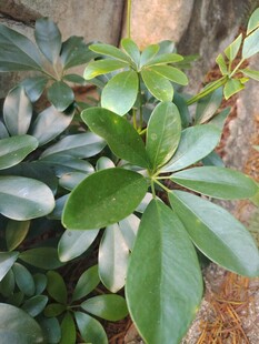 鹅掌柴绿植叶片特写