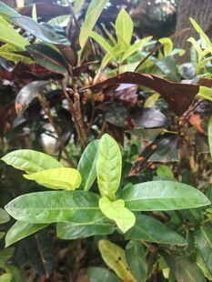 绿植新叶生长特写
