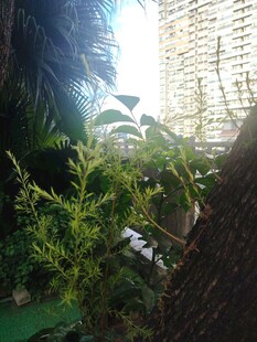 窗边逆光绿植小景
