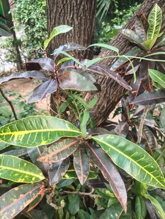 户外变叶木植株特写